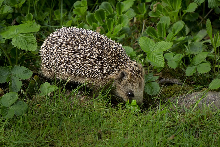 hedgehog, nightly, animals, sweden, spiny, garden, mammal, animal wildlife, HD wallpaper