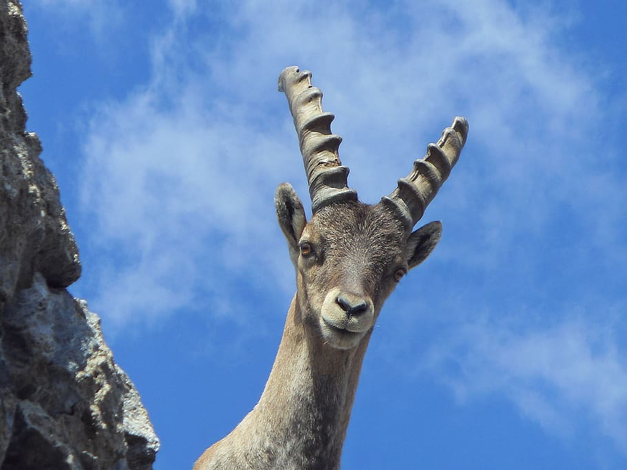 young, curious, ibex, animal themes, one animal, sky, mammal HD wallpaper