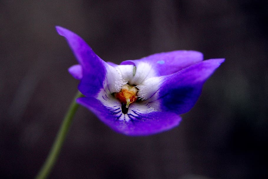 violet, flower, spring, flowers, nature, plants, wild flower HD wallpaper