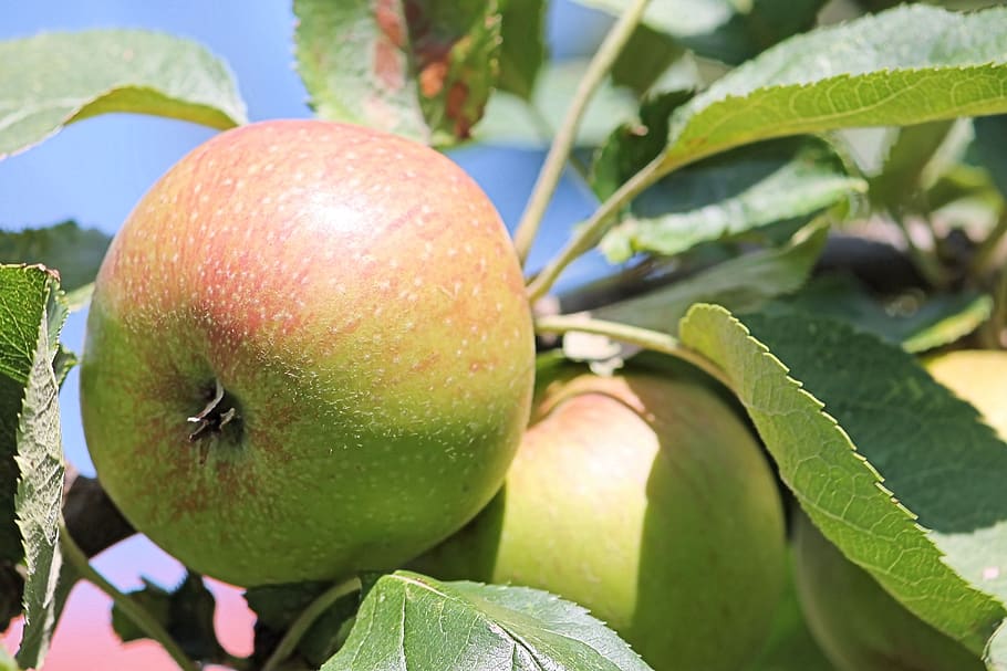 apple, apple tree, leaves, fruit, plant part, leaf, food and drink HD wallpaper
