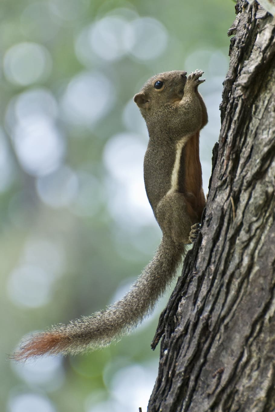 variable squirrel, penang, malaysia, forest, feeding, animal HD wallpaper