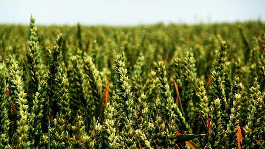 Wheat, Ears, Spikes, Grain, Field, cereal, agriculture, crop HD wallpaper
