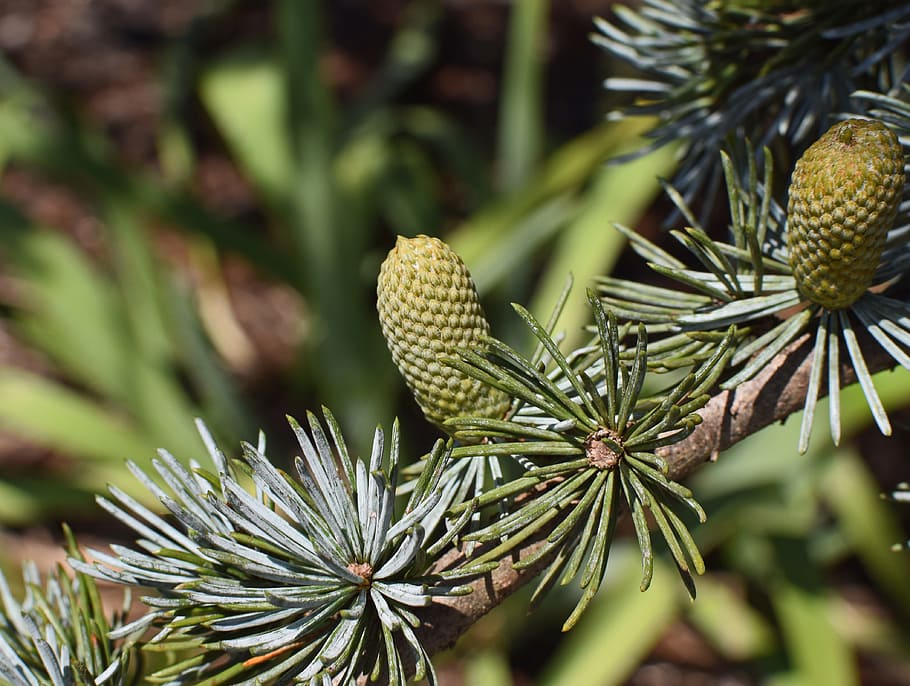 weeping spruce new cones, tree, plant, nature, garden, growth HD wallpaper