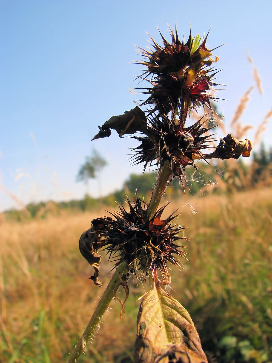 thistle, prickly, summer, close up, plant, flower, flowering plant HD wallpaper