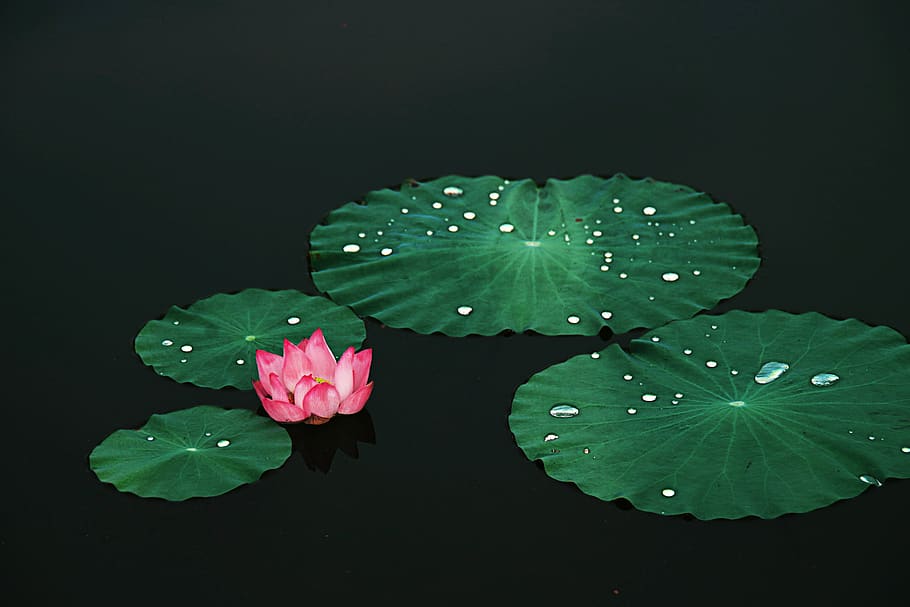 lotus, plant, zen, natural, leaf, plant part, flower, water