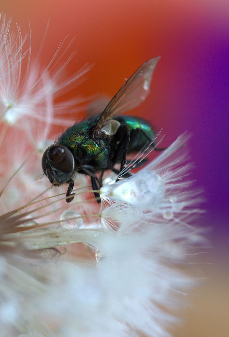 fly, dandelion, drops, macro, wet, water, insecta, invertebrate HD wallpaper