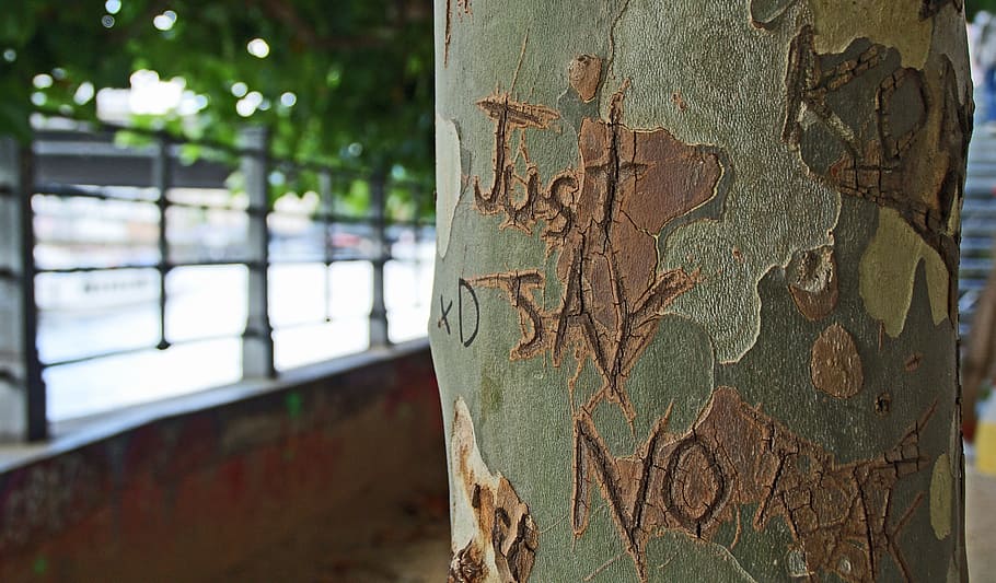 green and brown tree trunk, tree bark, words, carved, etched HD wallpaper