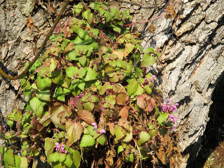 common maple, climber, nature, tree, bark, flowers, leaves HD wallpaper
