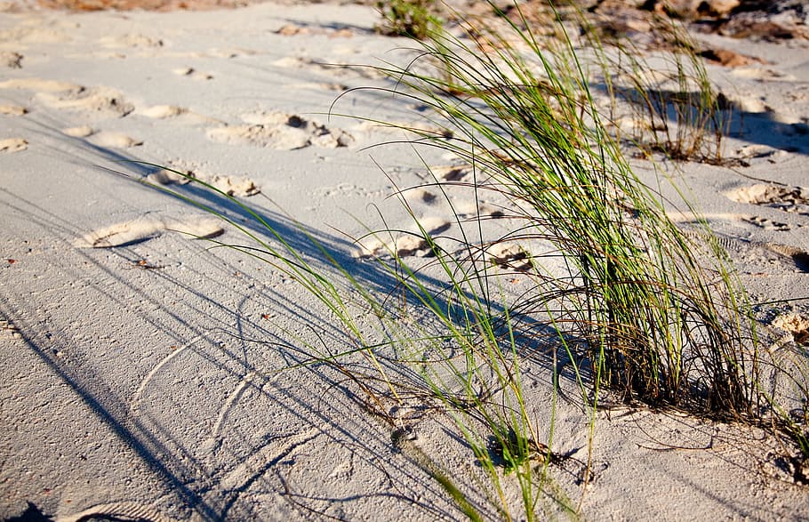 Beach, Sand, Plants, Wind, Shadows, water, ocean, day, no people HD wallpaper