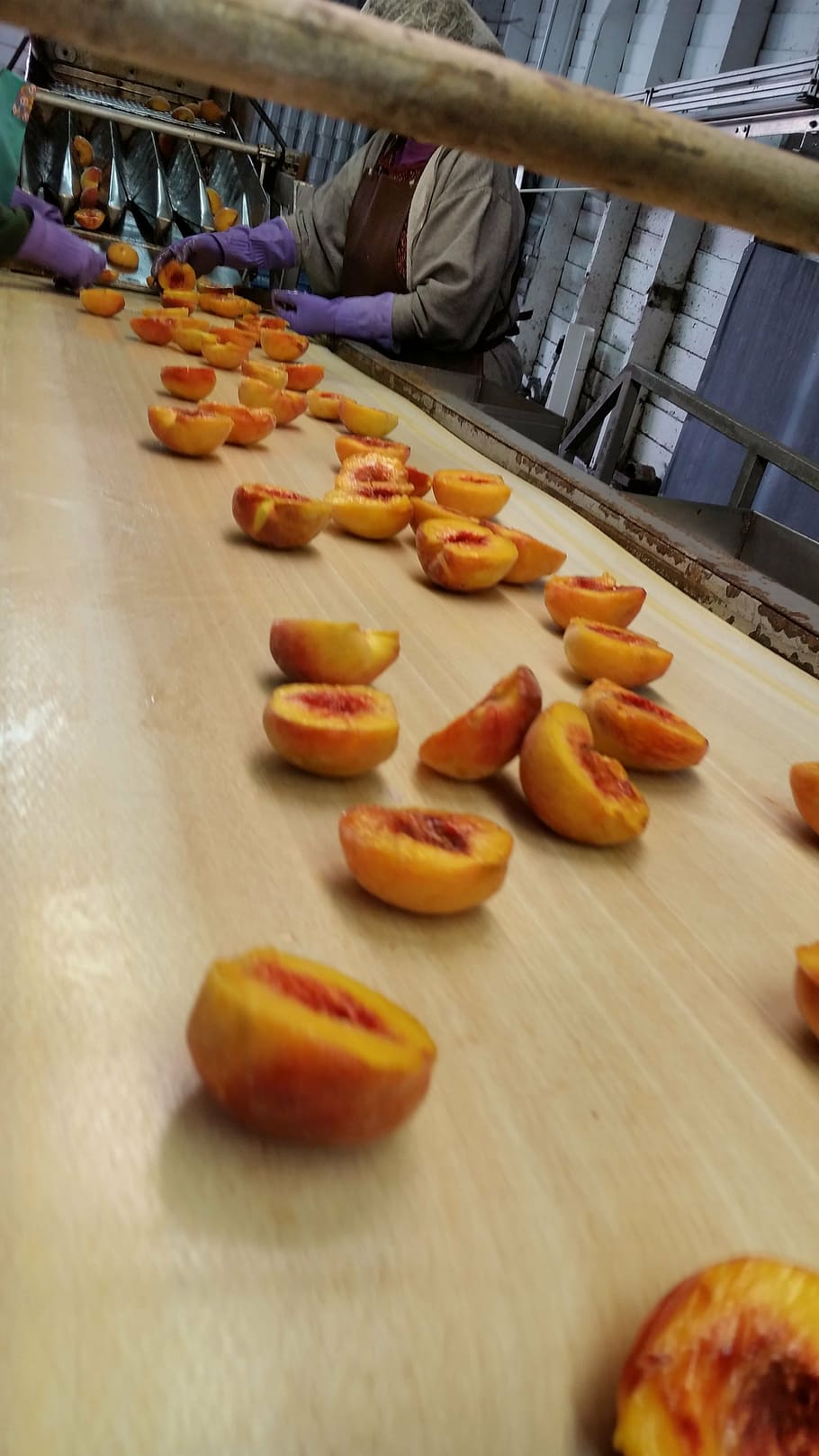 processing, peaches, stone, fruit, tree-ripened, fuzz, nature HD wallpaper