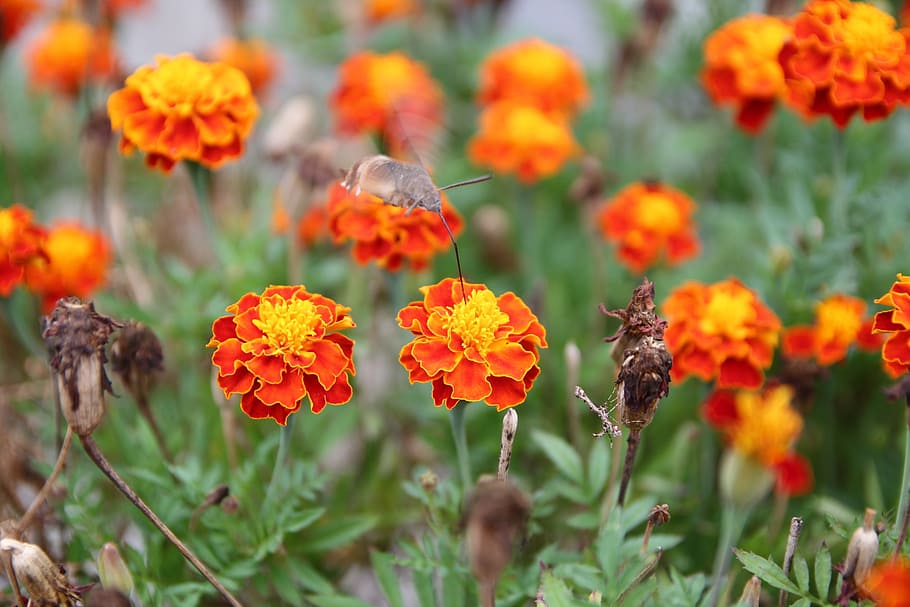flowers, forest, mountain, bug, autumn, nature, meadow, garden HD wallpaper