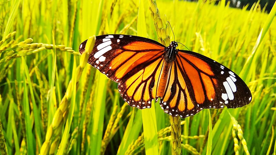butterfly, tree, grass, insect, animal wing, animal wildlife HD wallpaper