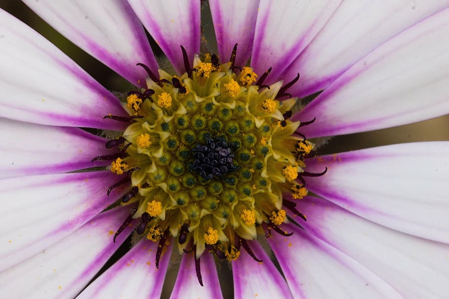 macro photography of purple daisy flower in bloom, blossom HD wallpaper