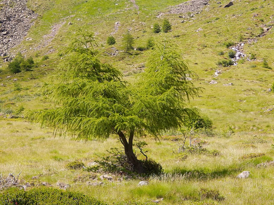 trees, nature, landscape, plant, green color, grass, growth HD wallpaper