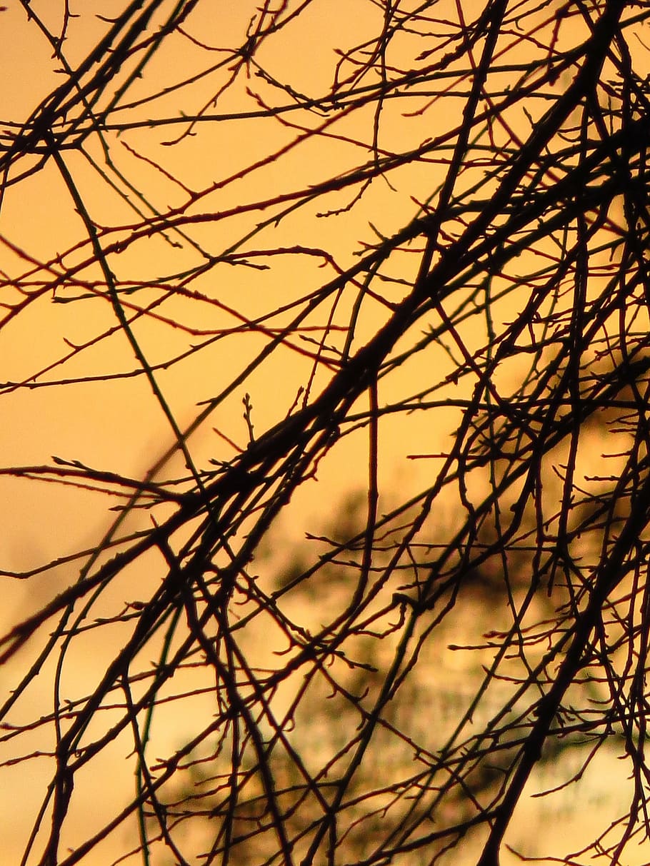 branches, back light, sun, abendstimmung, tree, aesthetic, golden, HD wallpaper