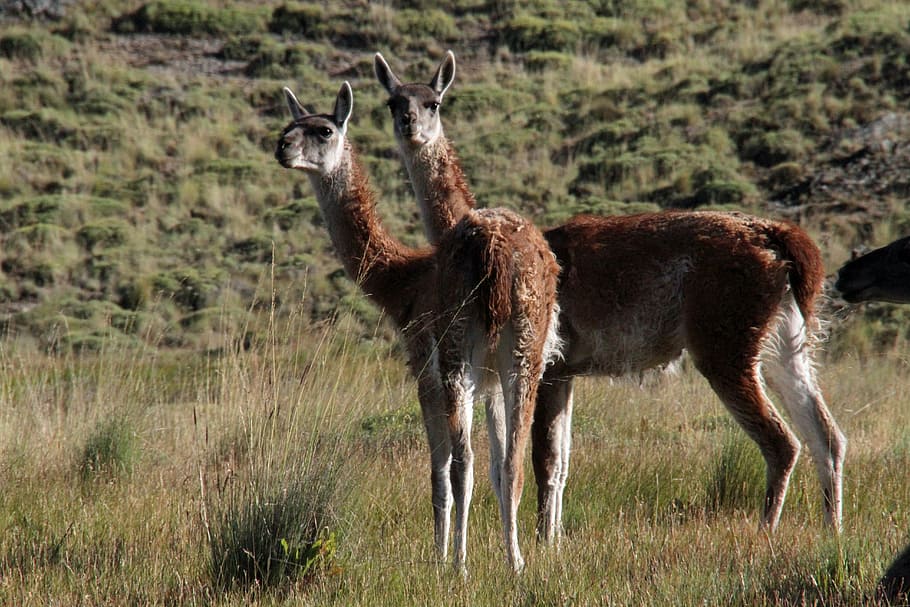 chile, chilean, guanaco, patagonia, south, carretera austral, HD wallpaper