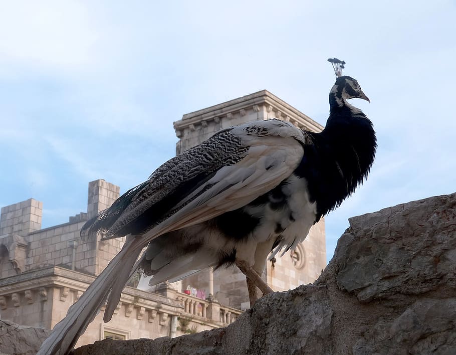 white and black peacock on gray concrete surface under white clouds HD wallpaper