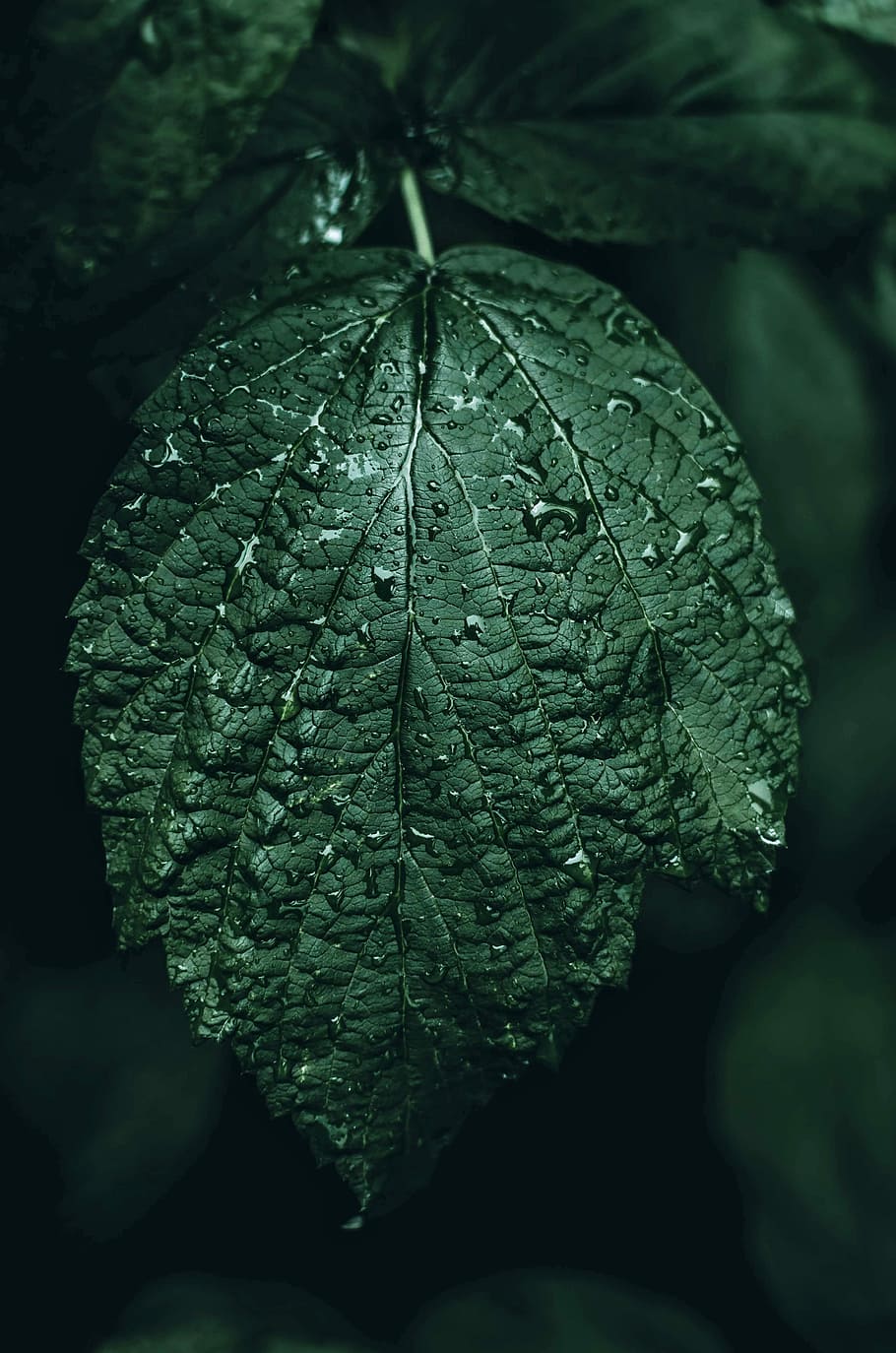 selective-focus photography ovate leaf, closeup photography of green leaf plant HD wallpaper
