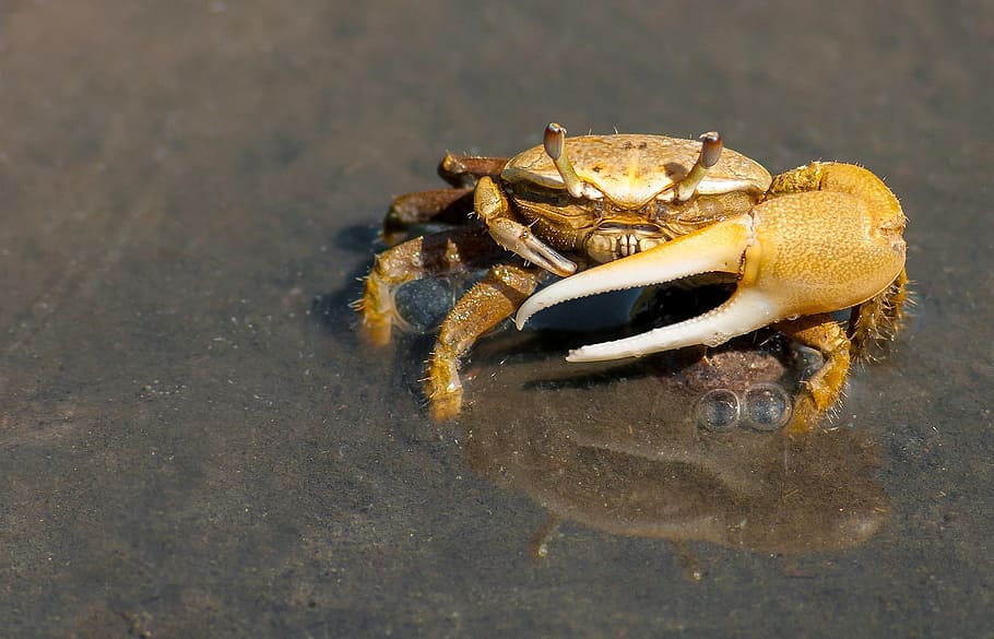 Yellow Crab on Gray Sand during Daytime, animal, macro, reflection HD wallpaper
