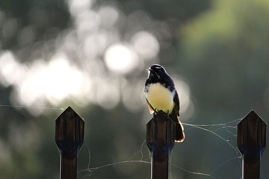 willy, willie, wagtail, fence, perch, perched, cobweb, bird, HD wallpaper