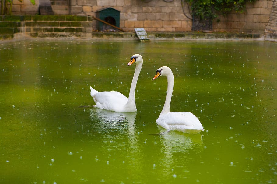 photography of swan during daytime, two white swans on lake taken at daytime HD wallpaper