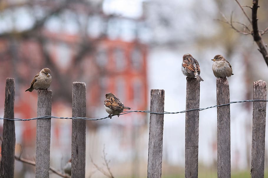 flock of house sparrows perched on brown wooden fence, bird, outdoors, HD wallpaper