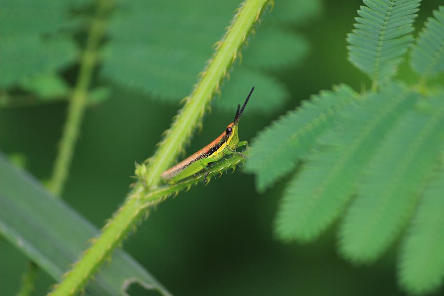 insect, bug, nature, wildlife, beetle, ladybug, animal, green color HD wallpaper