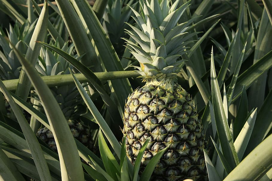 HD wallpaper: ananas comosus, plant, food, fruit, pineapple, tropical ...