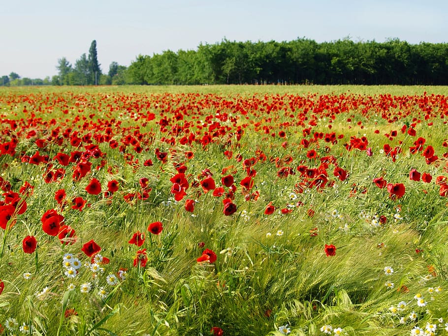 red flower on green grass field during daytime, ref, nature, season, HD wallpaper