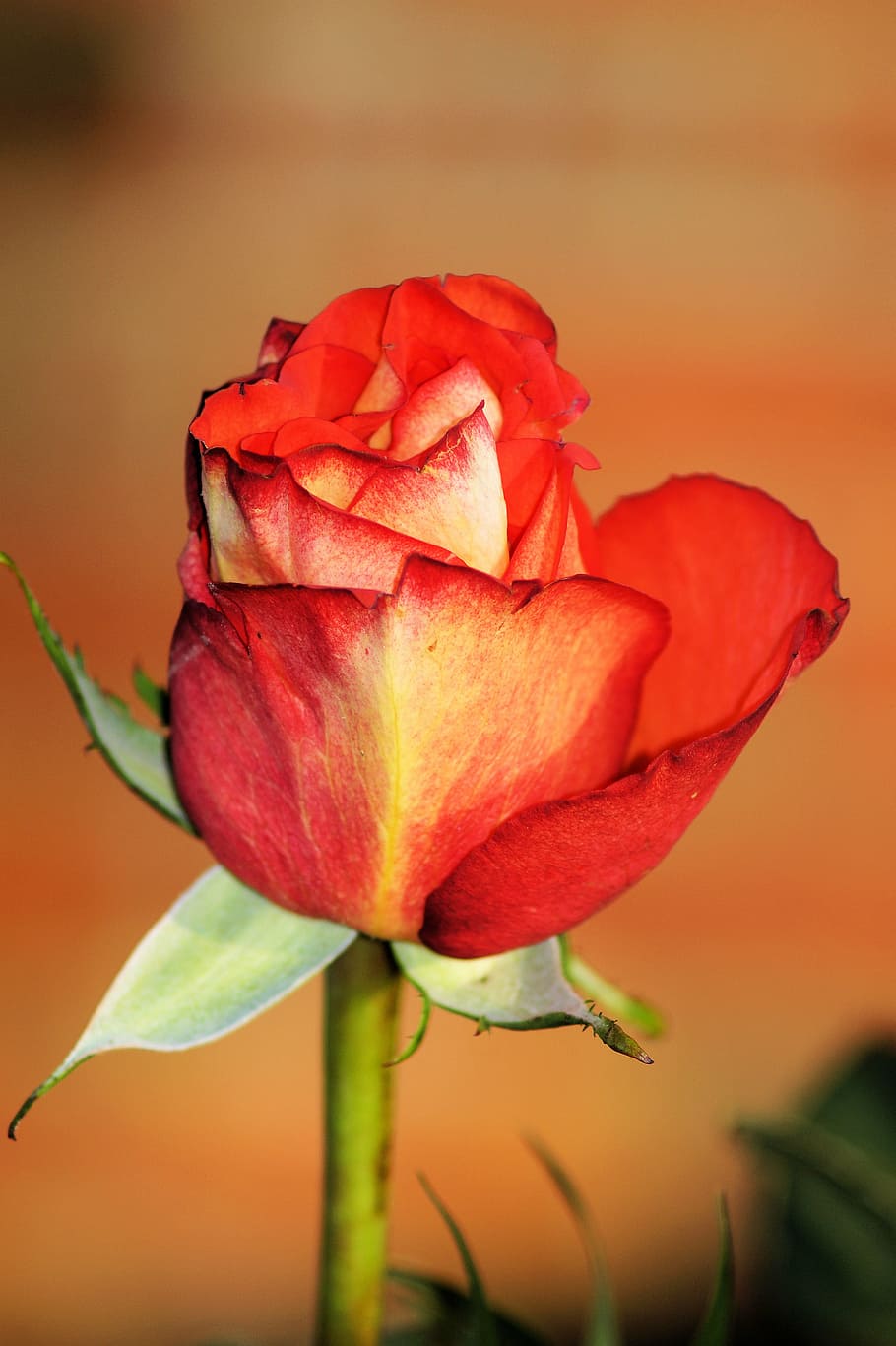 rose, red, flower, bloom, romantic, love, affection, flowering plant HD wallpaper