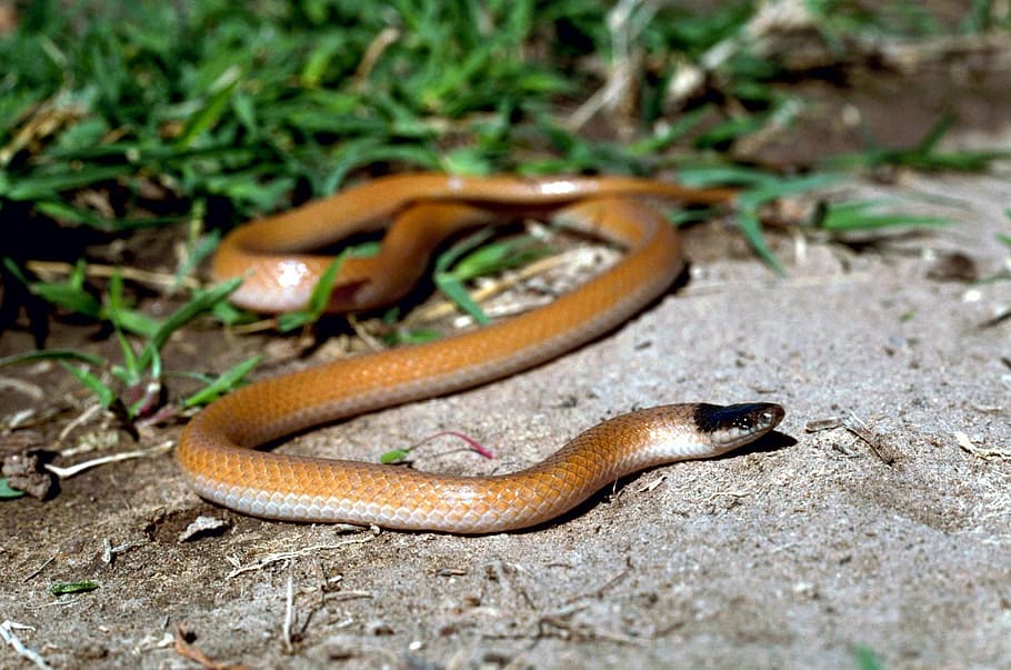 snake, headed, black, plains, snakes, amphibians, reptiles HD wallpaper