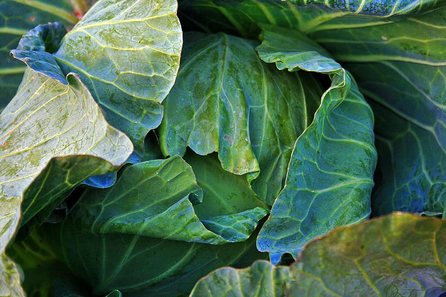 cabbage, head, vegetable, produce, food, leaves, green, leaf HD wallpaper