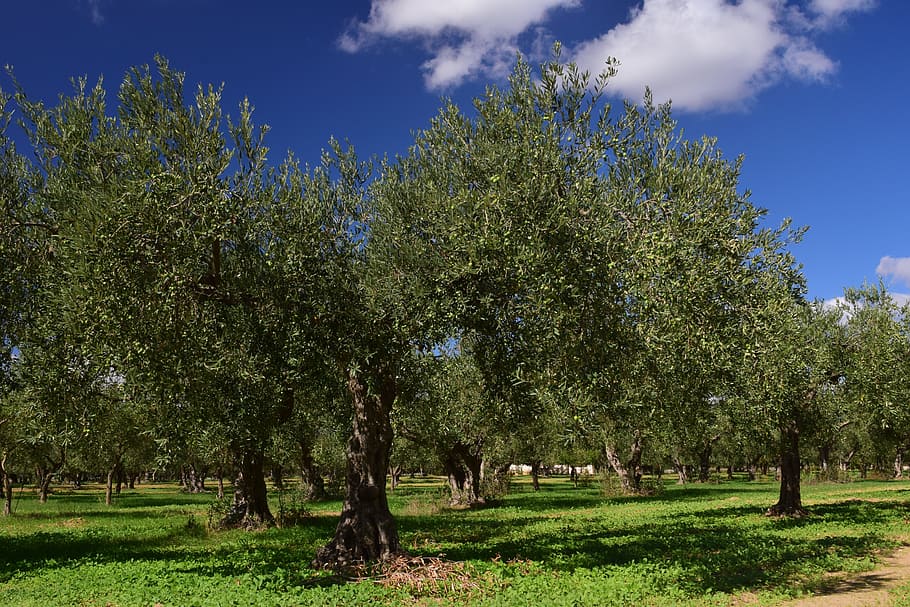 olive trees, olive field, mediterranean, green, nature, olive grove, HD wallpaper