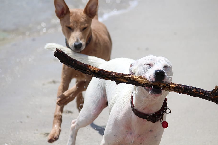 two short-coated white and brown dog running on seashore during daytime close-up photo HD wallpaper