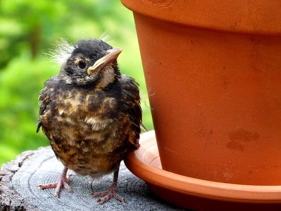 selective focus photography of black and brown bird beside flowerpot HD wallpaper