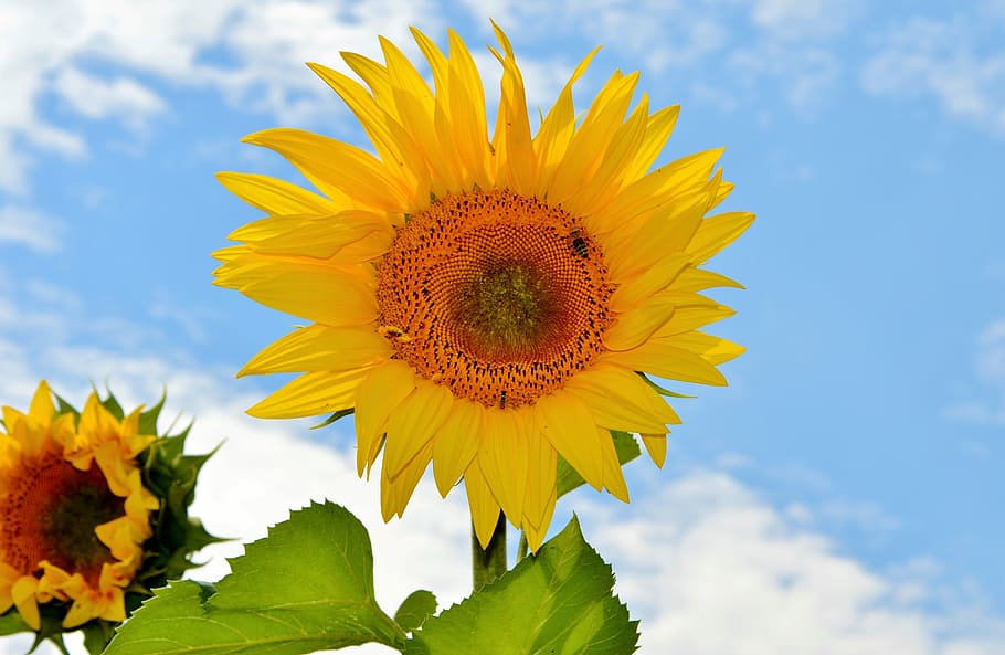 common sunflower, Sun Flower, Flower, Flower, Bees, Pollen, yellow flower, HD wallpaper