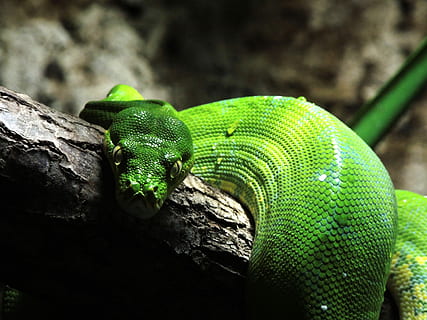 Snake, Green Tree Python, Reptile, Scale, green snake, one animal HD wallpaper