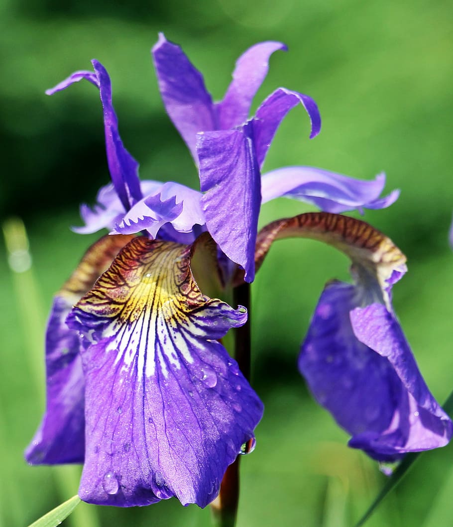 closeup photography of purple Iris flower, blossom, bloom, purple flower HD wallpaper