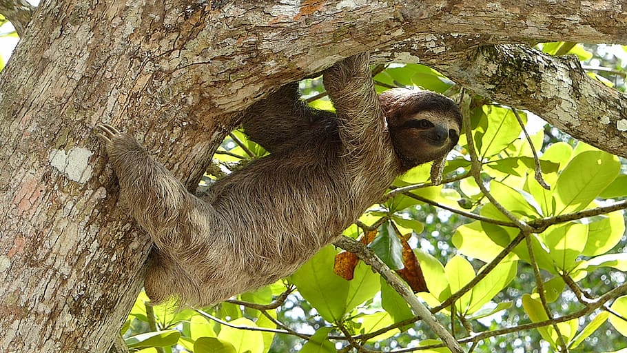 Sloth, sloth on tree, animal, wild, branch, animal themes, animal wildlife HD wallpaper