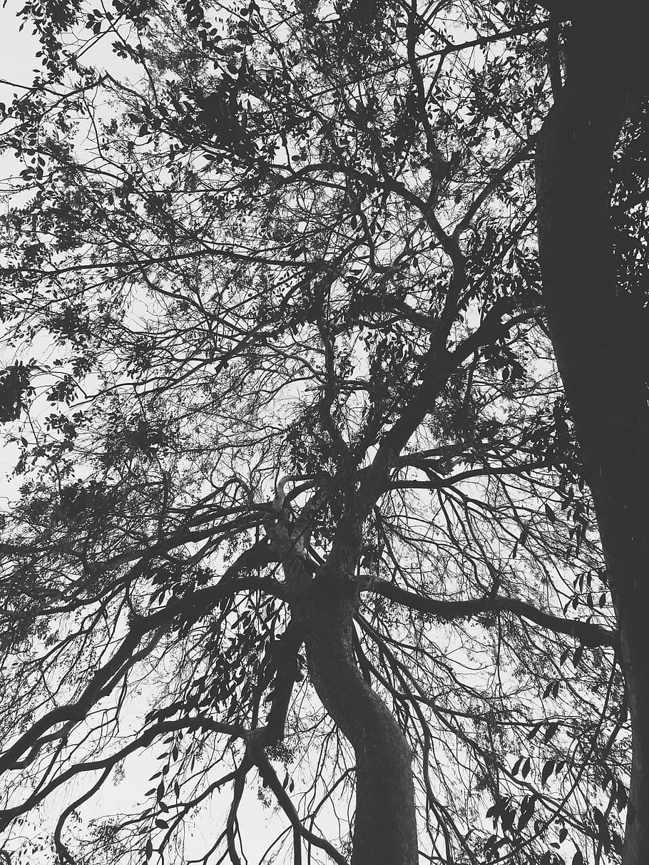 tree, branches, foliage, plant, trunk, flora, botany, forest HD wallpaper