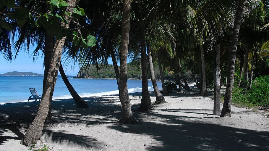Caribbean, Beach, Palm Trees, tree trunk, nature, tranquil scene HD wallpaper