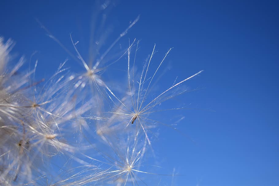 flying seeds, wind, sky, ease, tender, blue, close, plant, nature HD wallpaper