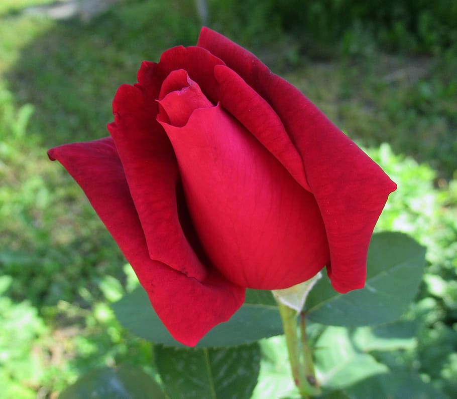garden, rose, flowering plant, red, beauty in nature, petal HD wallpaper