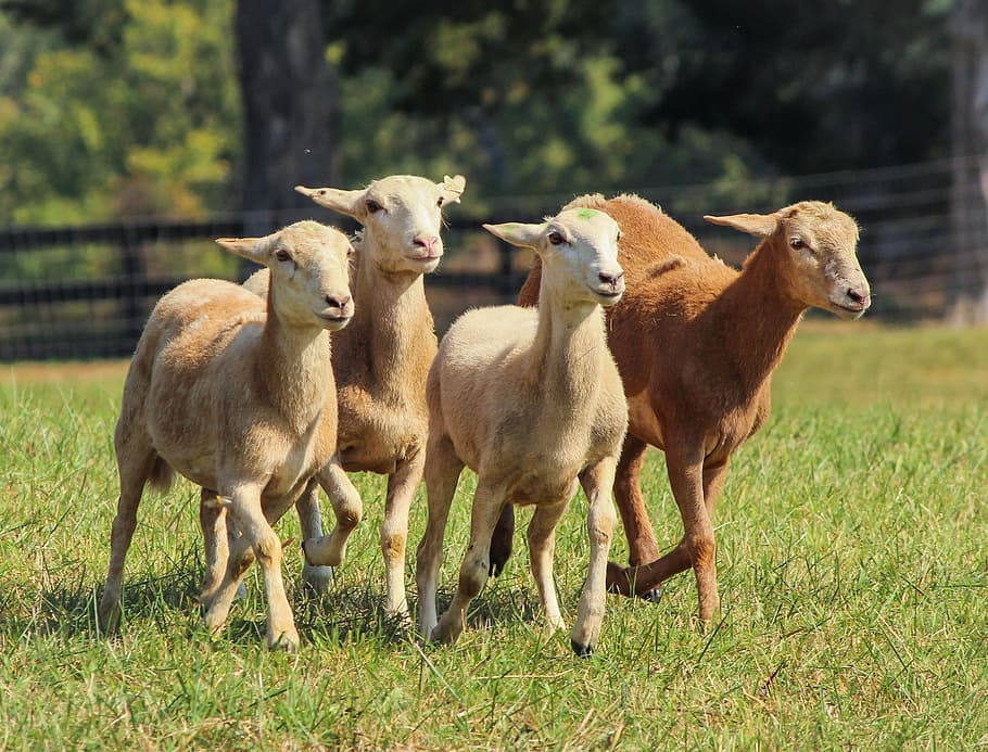 selective focus photography of herd of brown lambs, beige, sheep