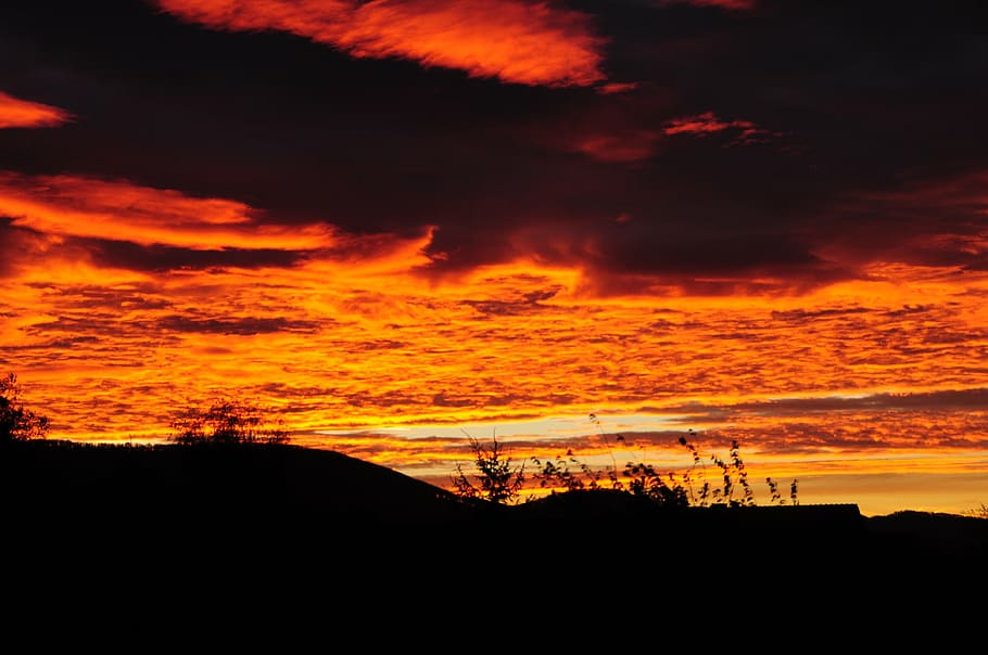 sunset, about, forest, silhouette, cloud - sky, orange color HD wallpaper
