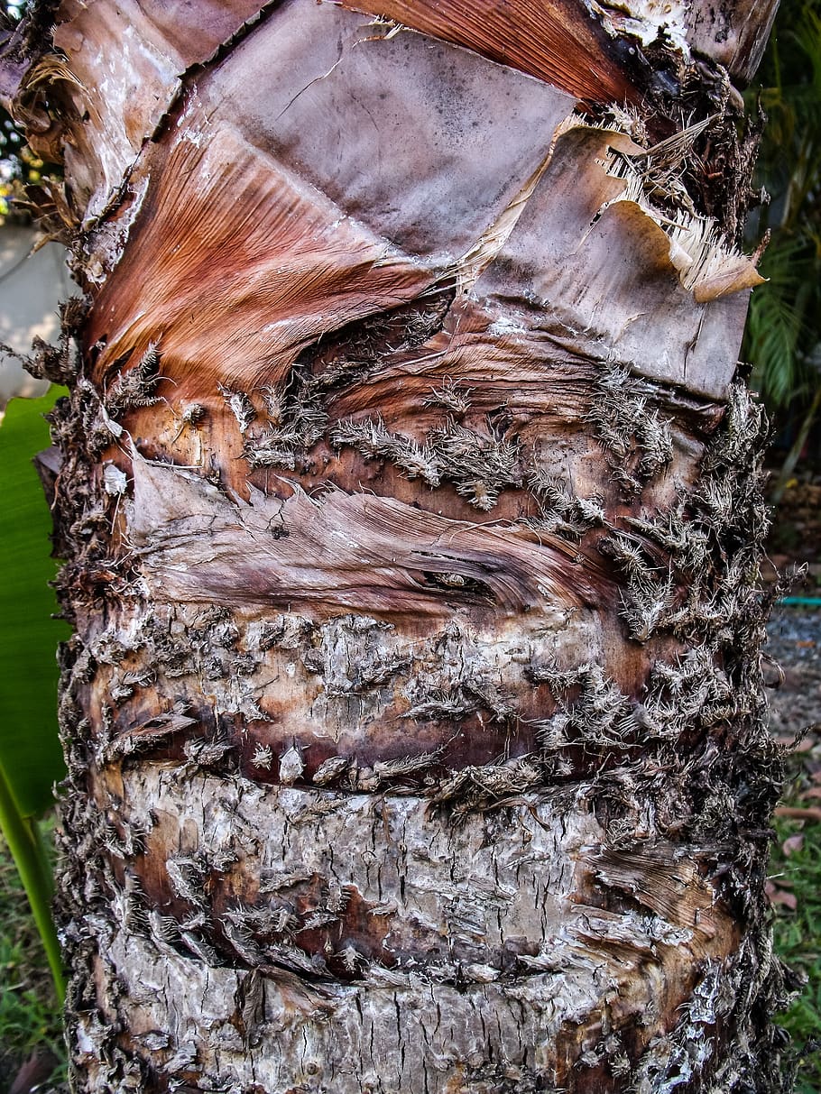palm tree root, faecherplme, bark, tree trunk, textured, plant HD wallpaper