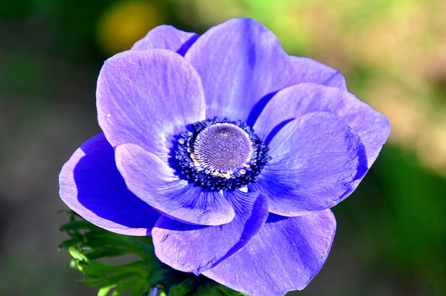 wind flower, blue, spring flower, flowering plant, freshness HD wallpaper