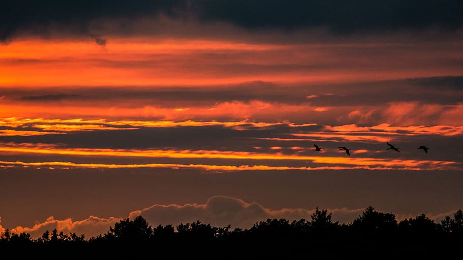 sunset, nature, bird, sky, cloud - sky, silhouette, beauty in nature HD wallpaper