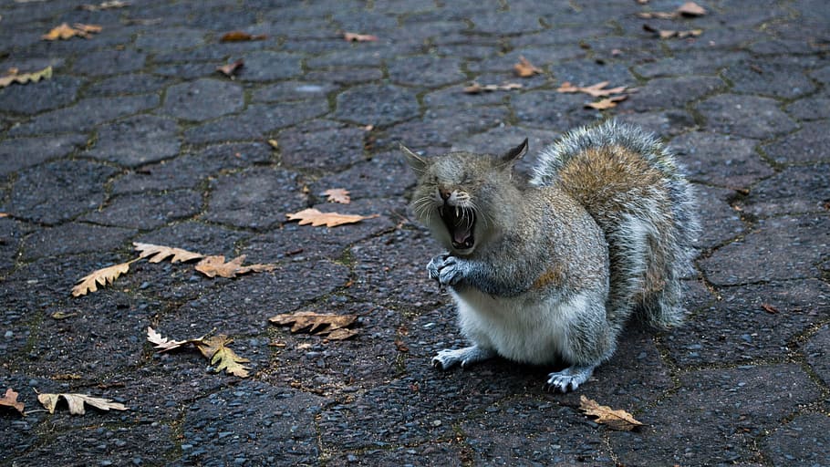 gray and brown squirrel, squirrel-cat, yawn, foot, open, tooth HD wallpaper