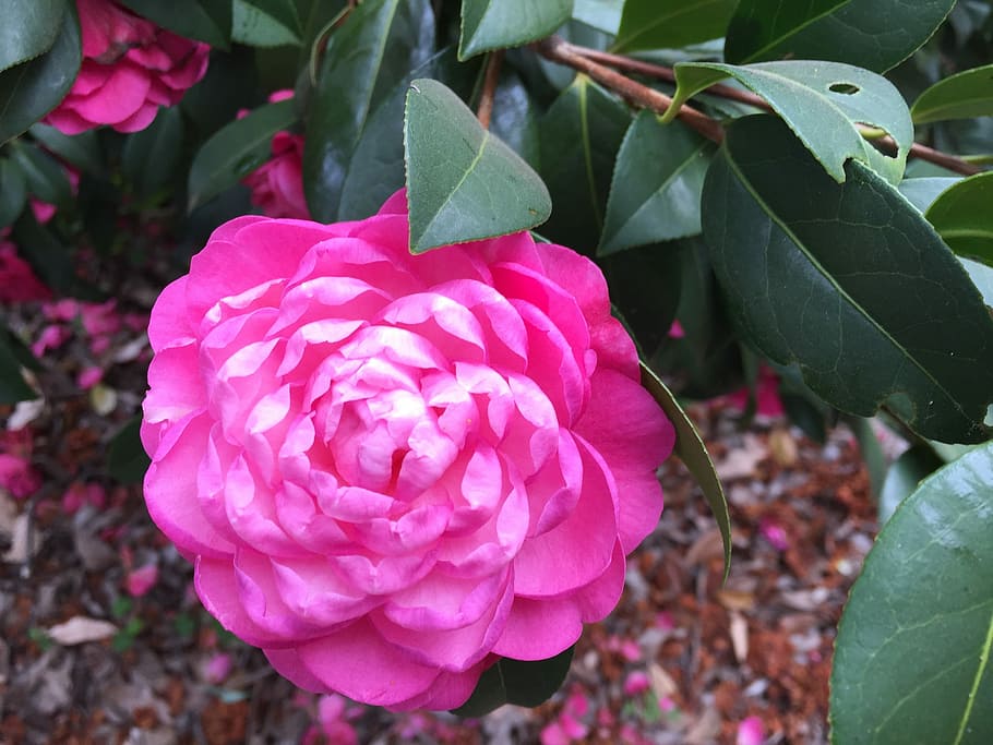 Australia, Flowers, Perth, pink color, growth, leaf, petal HD wallpaper